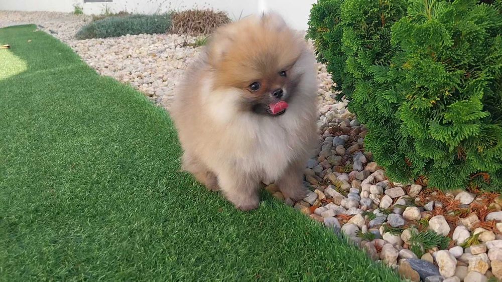 Lulu da Pomerânia com LOP (Pedigree) e Afixo