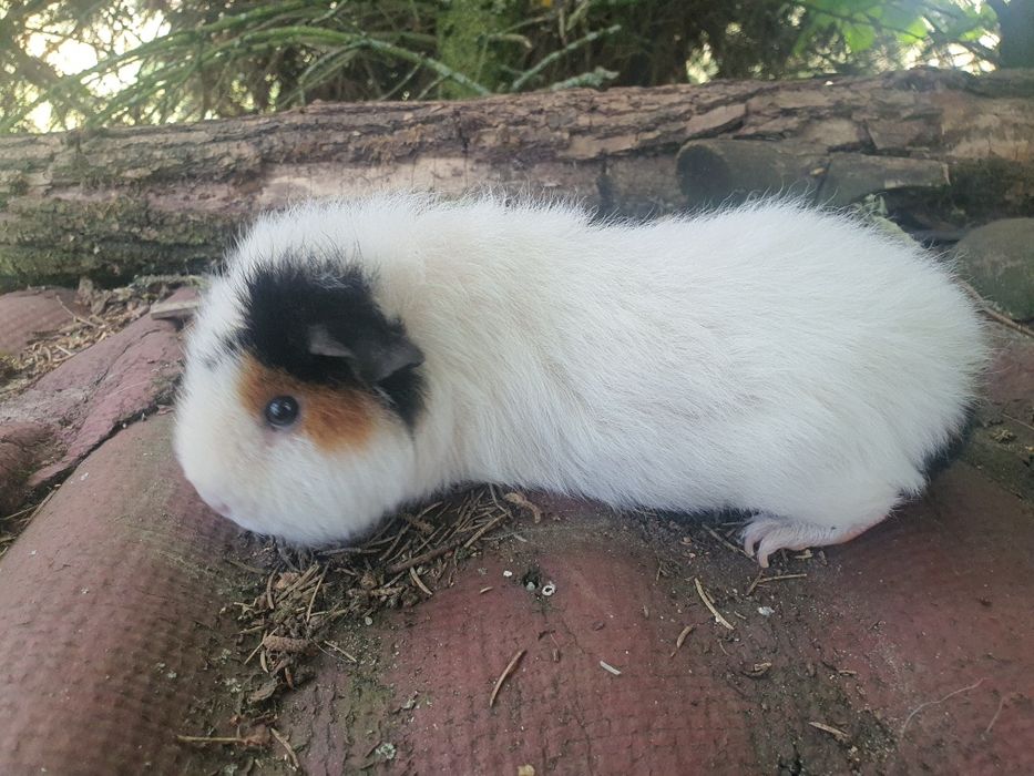 Dwie świnki morskie samiczki teddy