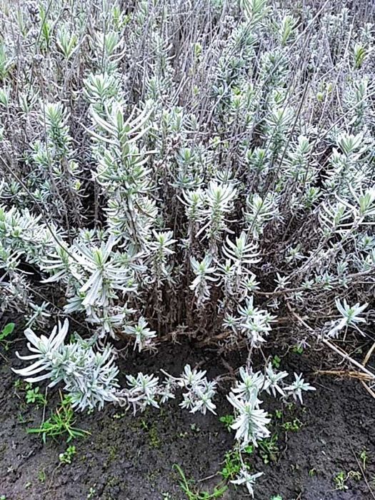 Лаванда кущ 7-річний із комом