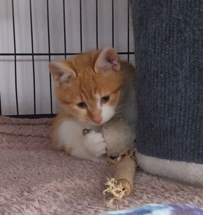 Cudowny Rio szuka domu