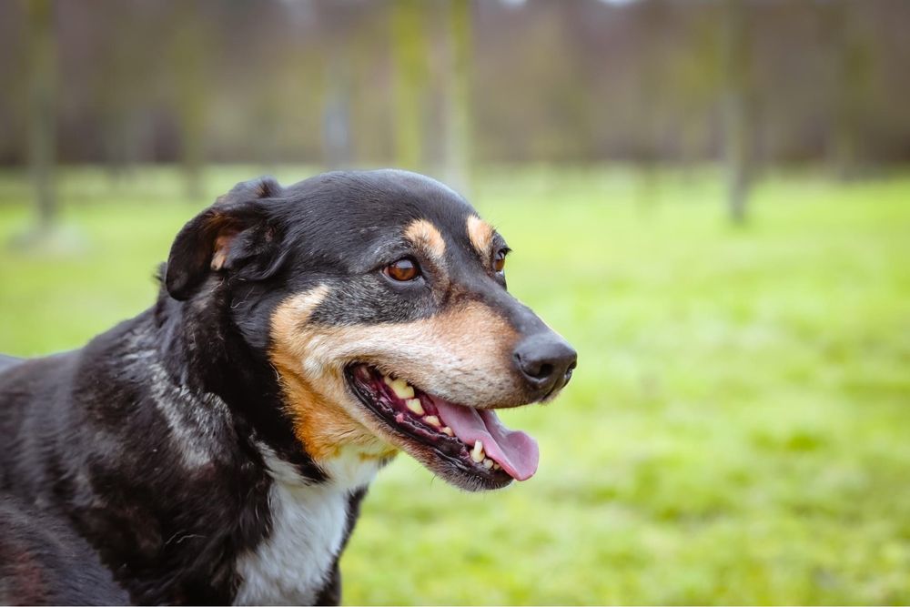 Kora - starsza delikatna i kontaktowa suczka do adopcji