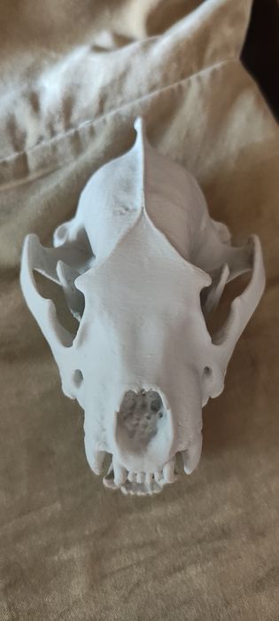 Czaszka rosomaka volverin wydruk 3d