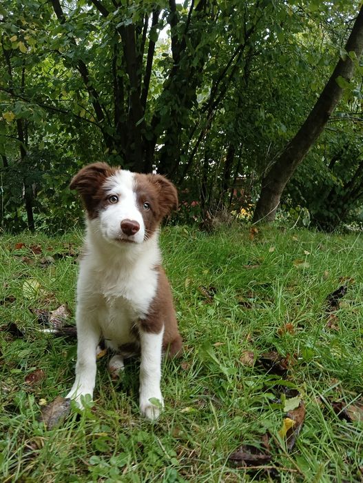 Szczeniak Border Collie –chocolate & White