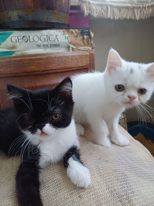 Котенята єкзоти хлопці.