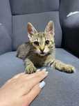 Kotek Uszatek do adopcji