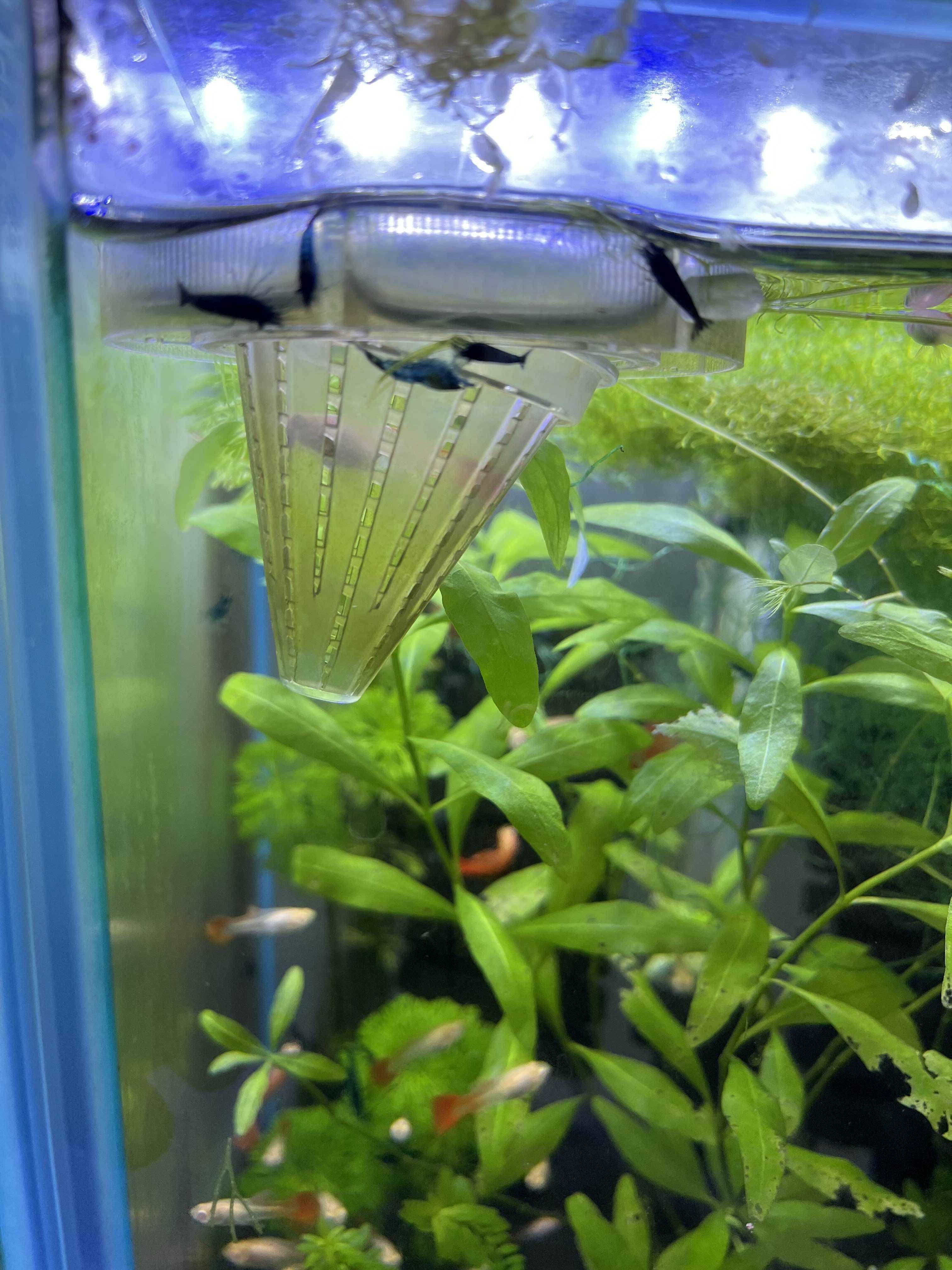 Krewetki blue velvet