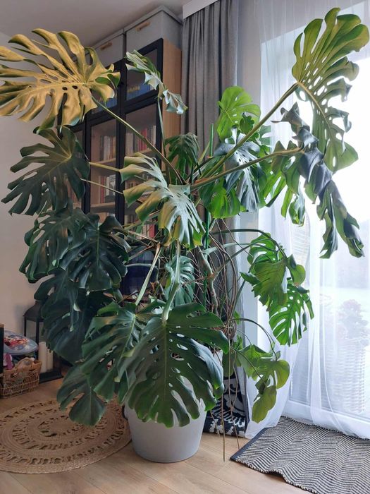 Sprzedam  kwiat monstera