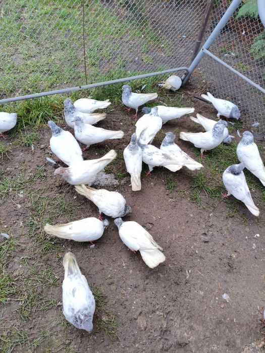 Gołębie budapeszty