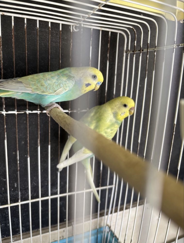Vendo varias aves