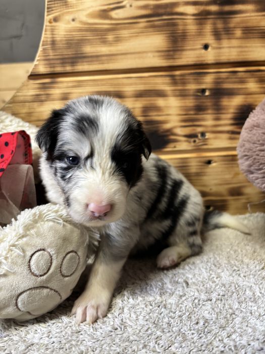 Border Collie- suczka