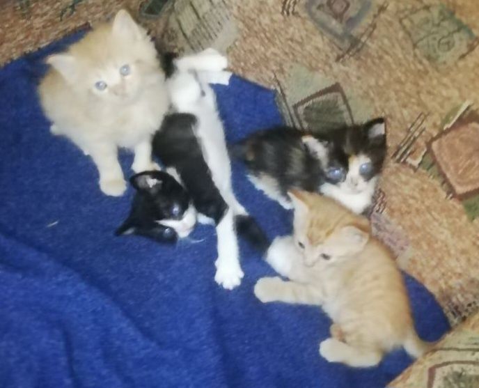 Котята бесплатно в добрые руки