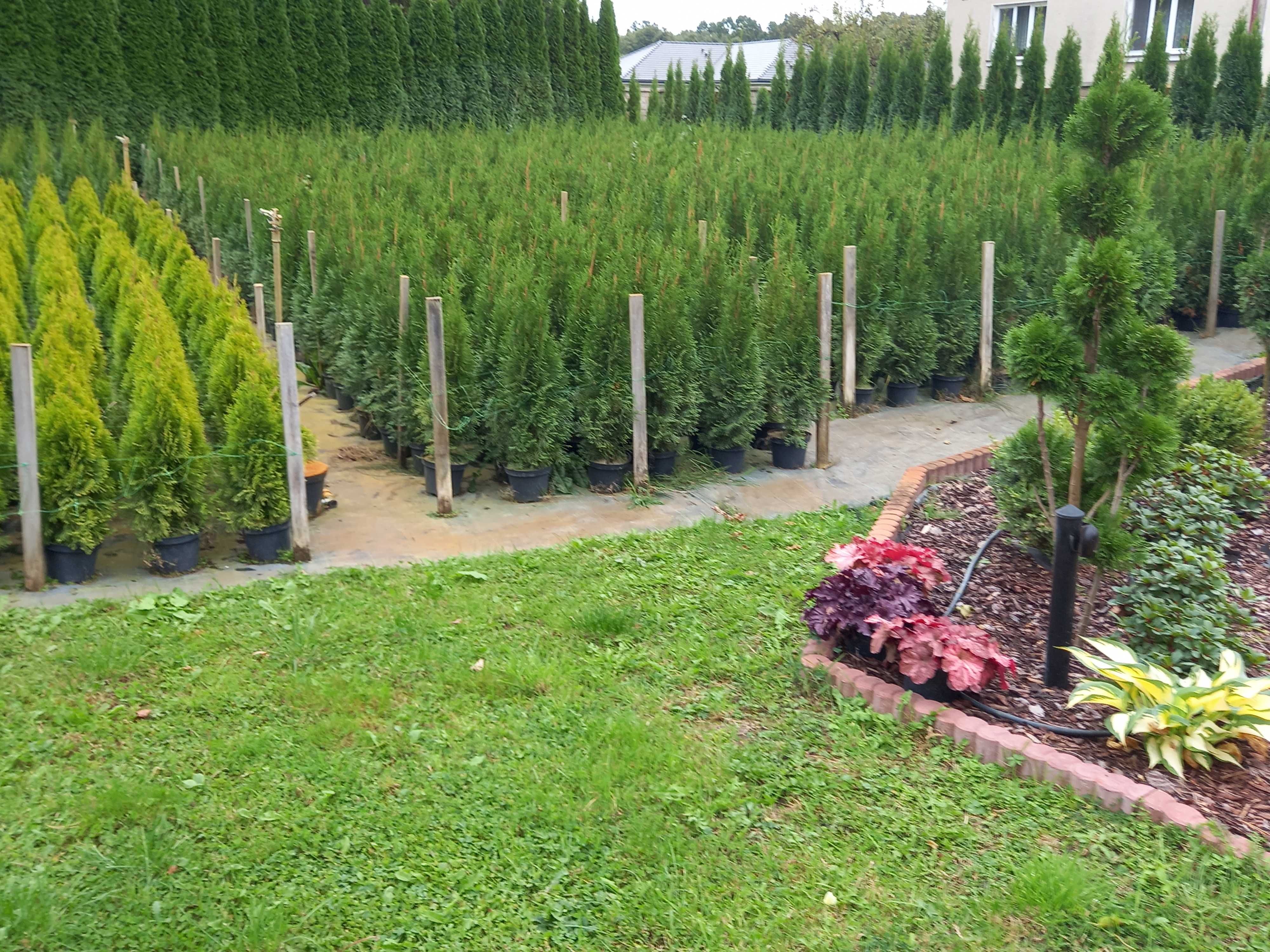 Tuje SZMARAGD (Thuja Smaragd) 80-100 cm PRODUCENT, Tuja. RADOM