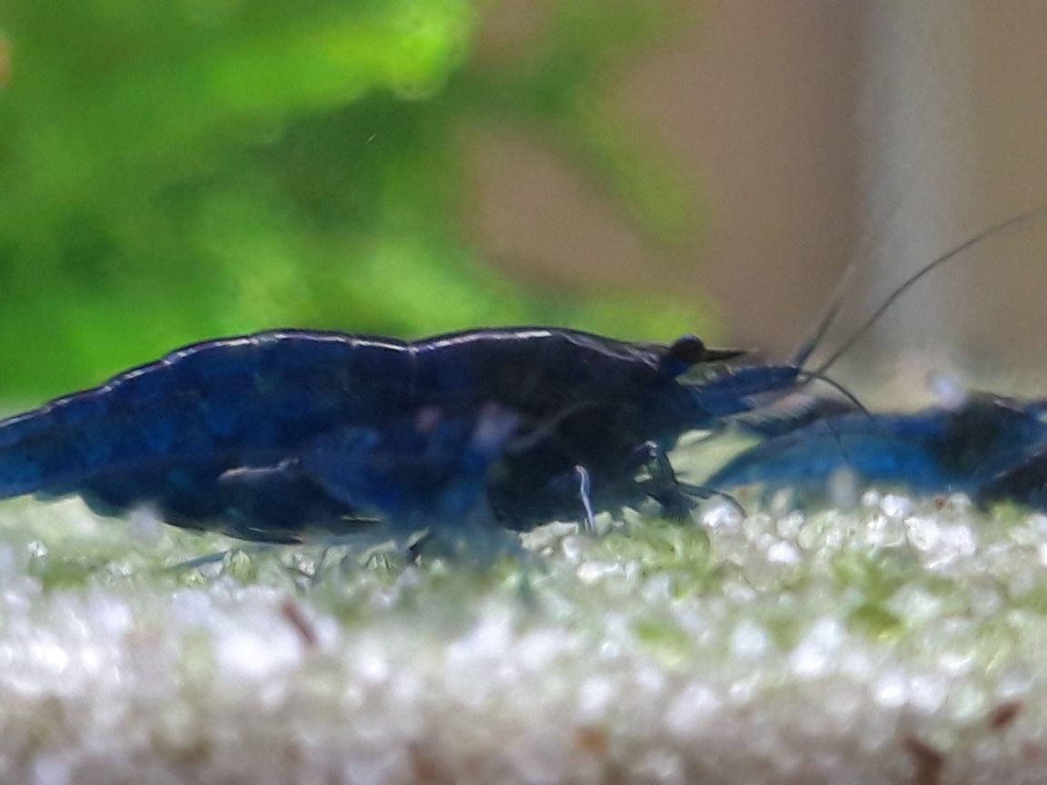 Krewetki Blue Velvet neocaridina