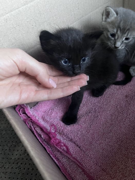 Кошенята хлопчики в добрі руки