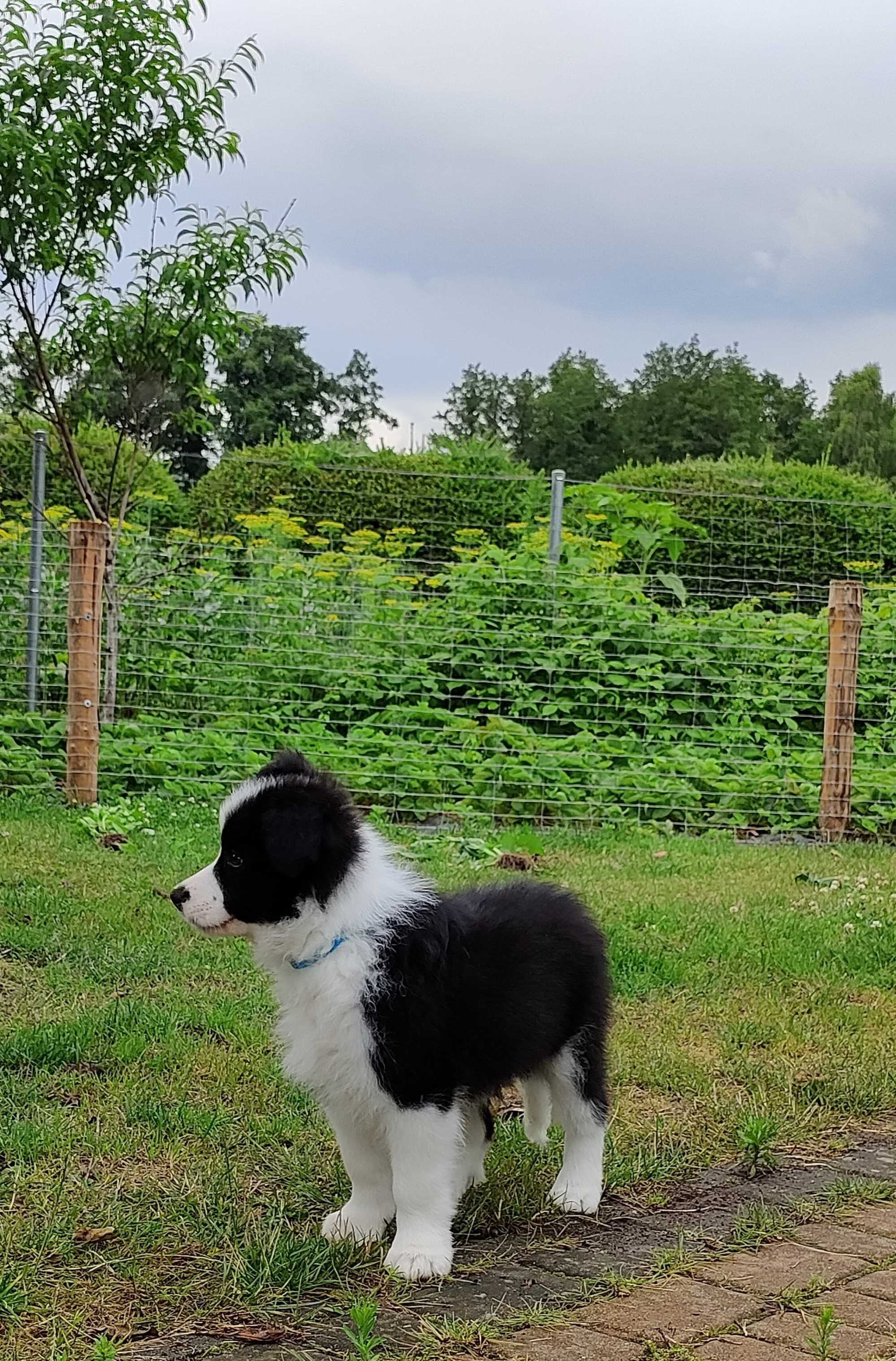 Szczeniak Border Collie-piesek ZKwP/FCI