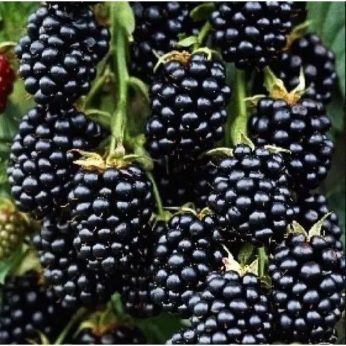 Саджанці Ожина "Лох Тей",безшипна, ремонтантної малини і смородини