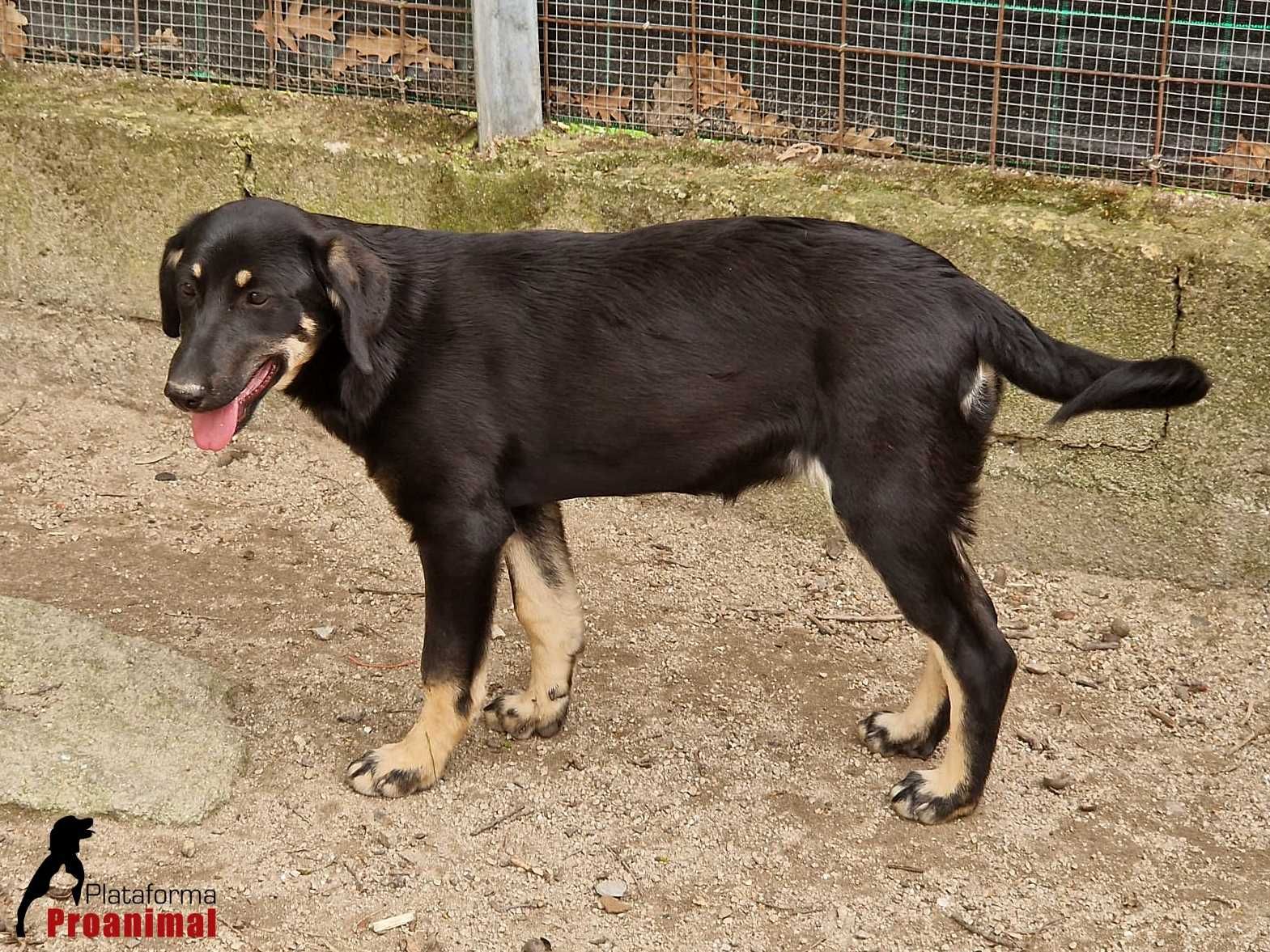 BONNIE - Cadelinha jovem para Adoção