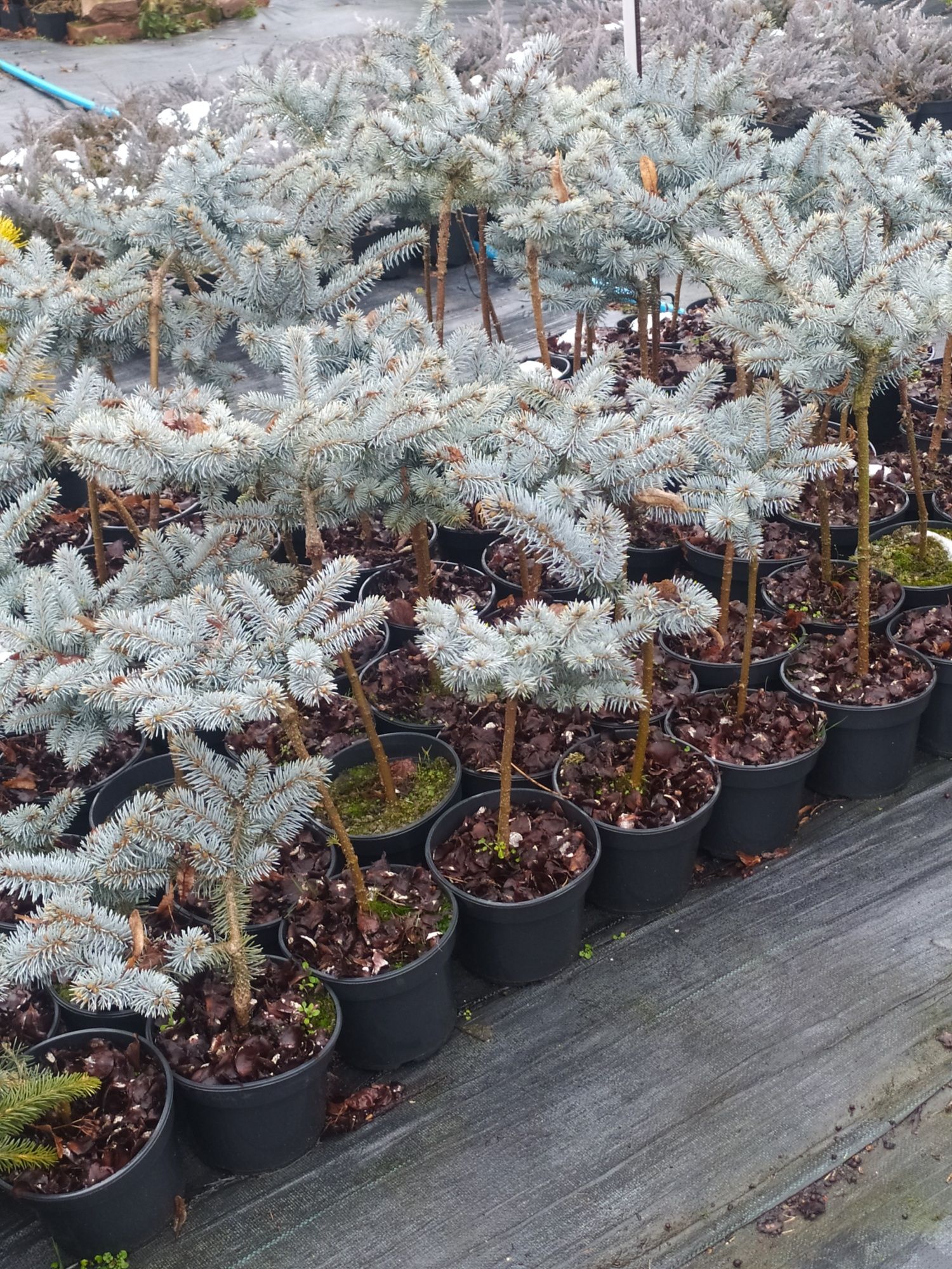 Ялина колюча Glauca Globosa 2 л / 35-45 см штамб/ - 600 грн