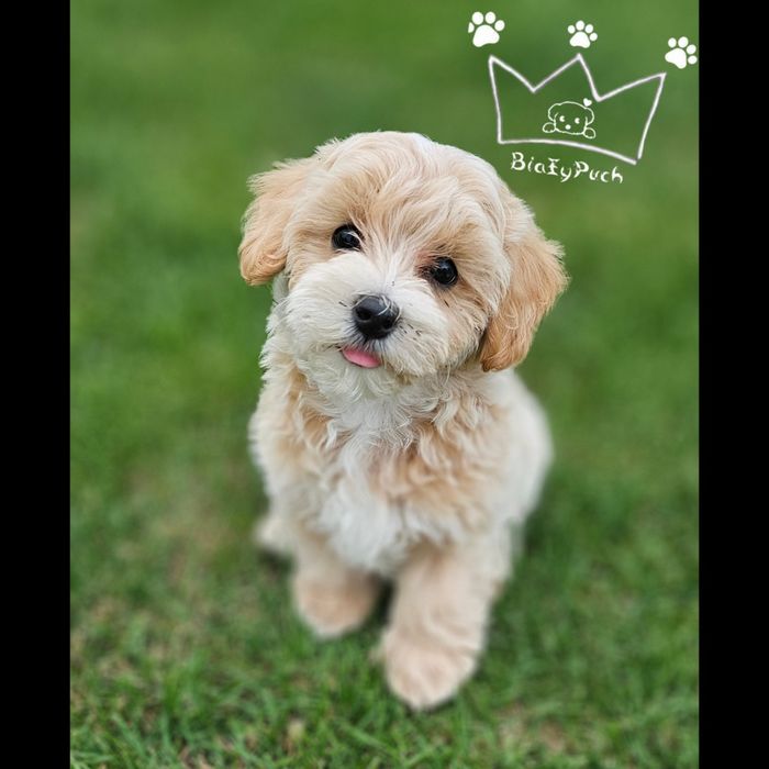 Maltipoo F1 beżowe toy badania paszport wyprawka