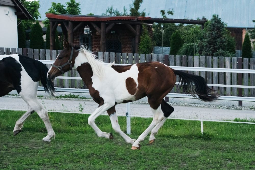 Ogierek srokaty wielkopolski