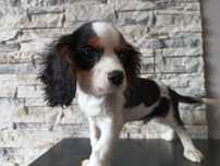 Cavalier King Charles Spaniel