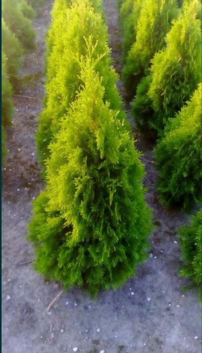 Tuja Smaragd (Thuja szmaragd)