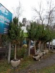 Сосна Кримська на штамбі. Розпродаж. 2,5-3,5 метри. Дуже дешево