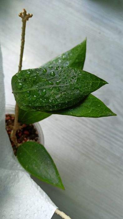 Hoya aff wibergiae rosnąca