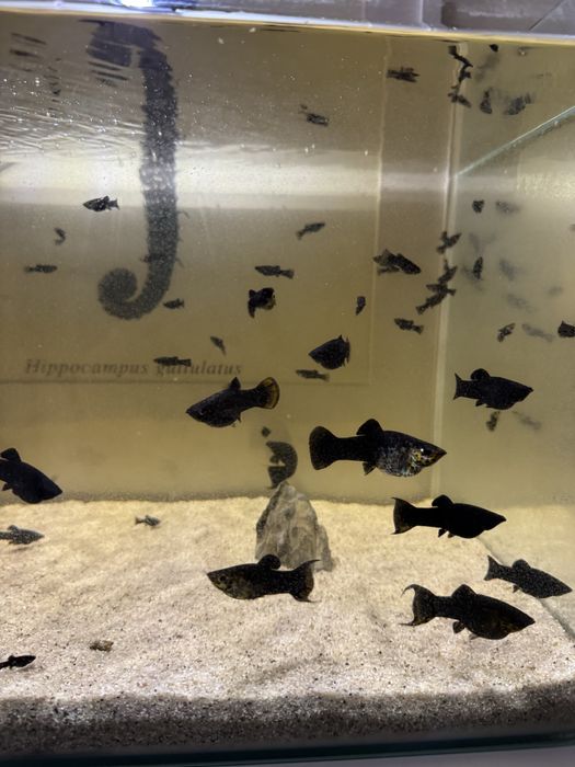 Molinesia Lira Molly