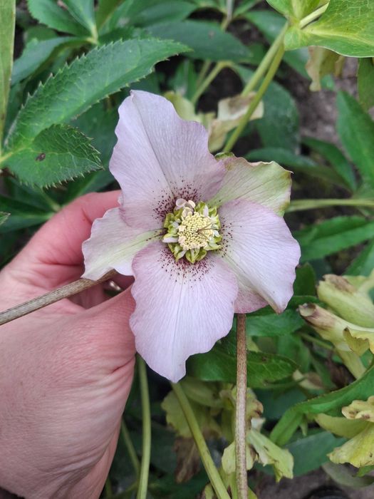 Продам садові декоративні рослини