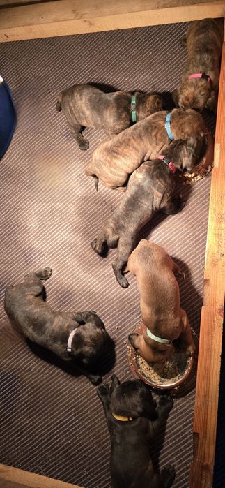 Posokowiec Hanowerski