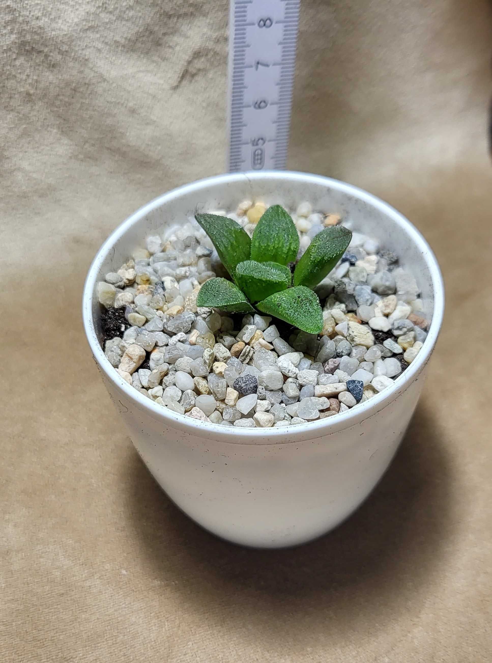 Сукулент Хавортія Haworthia pygmaea f. crystallina