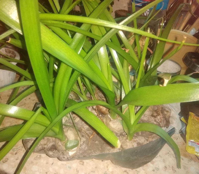 Индийский лук  (птицемлечник хвостатий) кімнатні рослини