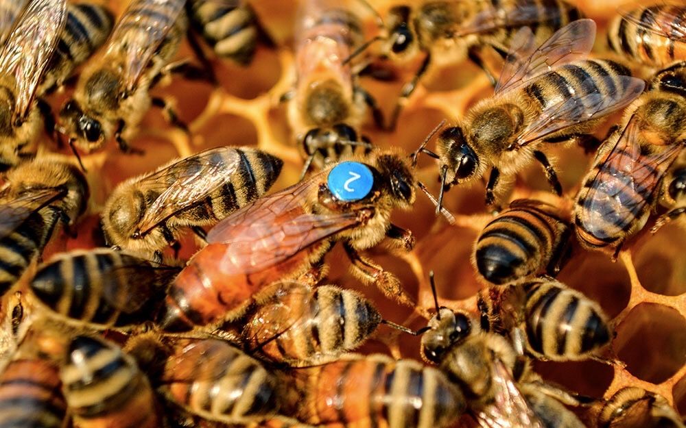 Бджоли Рої Матки