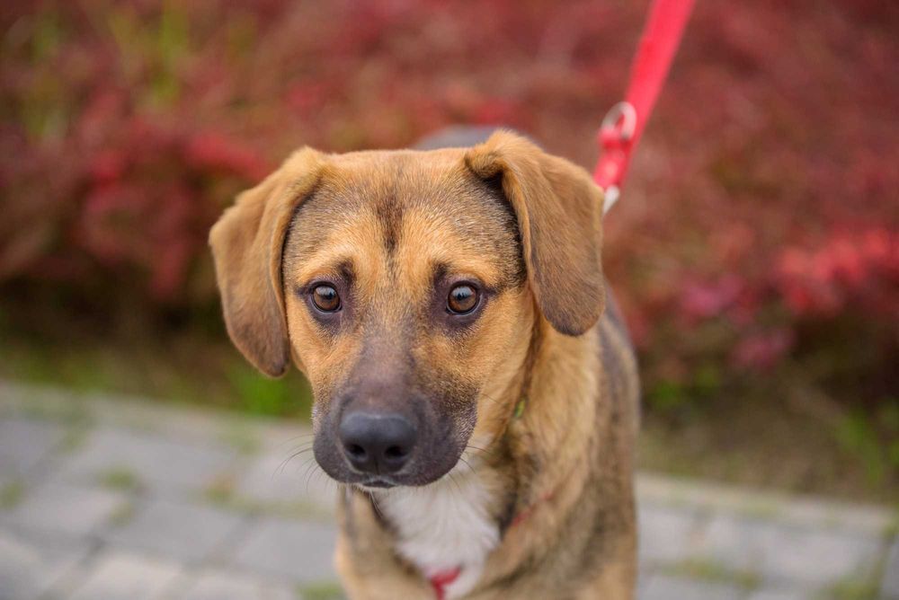 KANAN - szczeniak - psi podrostek poleca się do adopcji