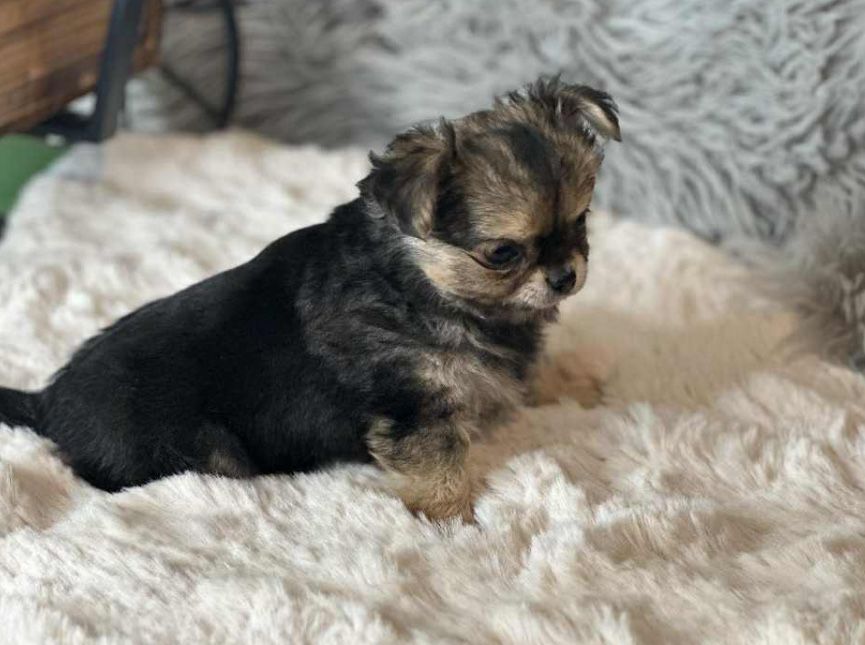 Chihuahua -z rodowodem