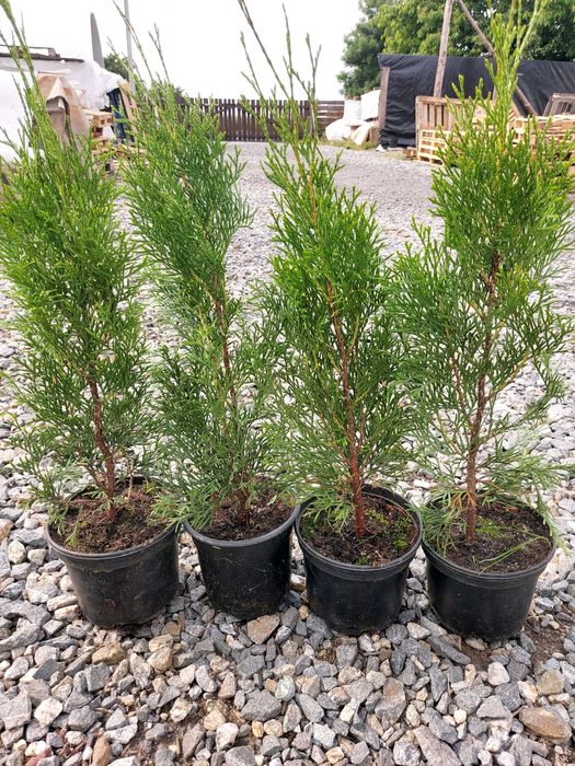 Tuja Thuja Tuje Szmaragd