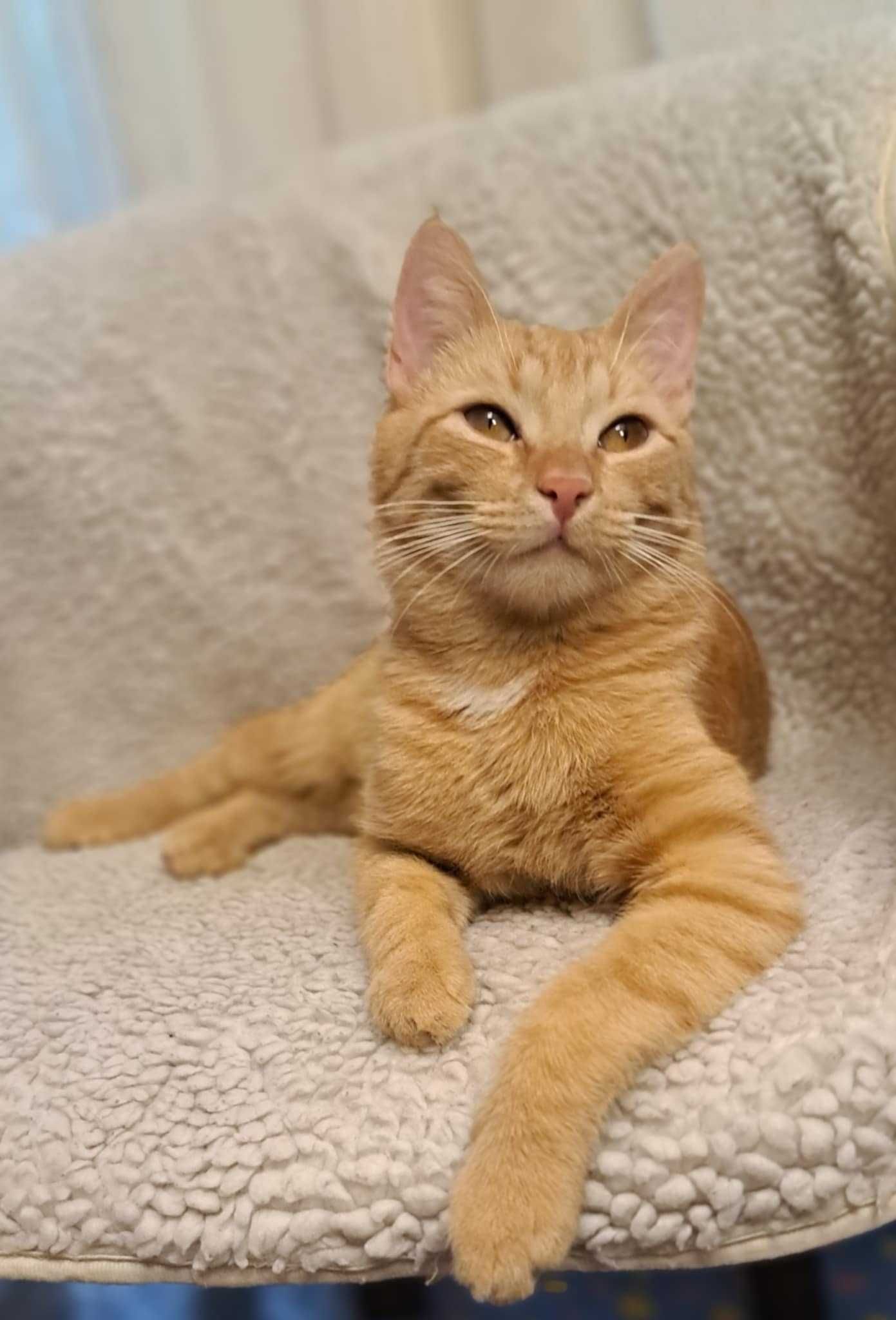 Simba - rudy słodziak szuka domu