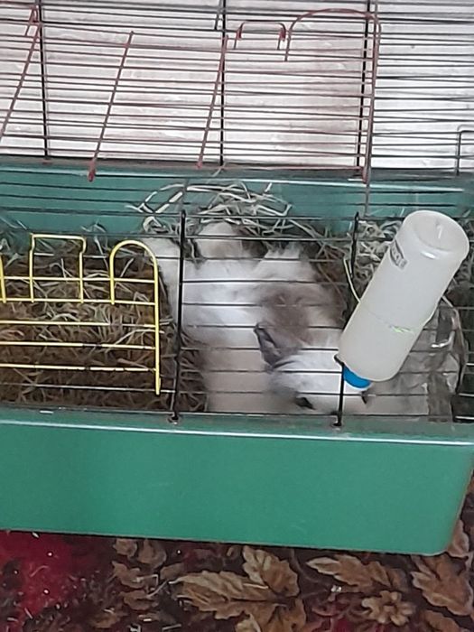 Срочно отдам ангорового кролика