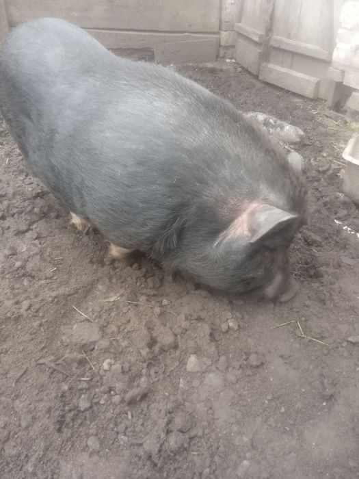 Вьетнамская свинья