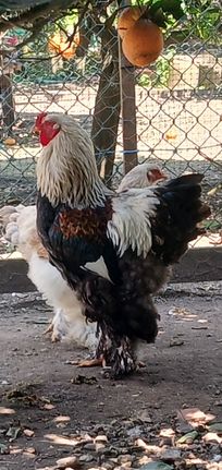 Ovos e aves das mutações apresentadas