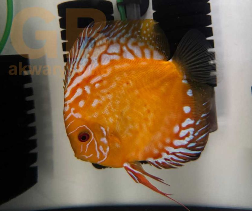 GB DYSKOWCE Paletka Pigeon | Rozmiar "M" 5-6cm - dowóz ryb!