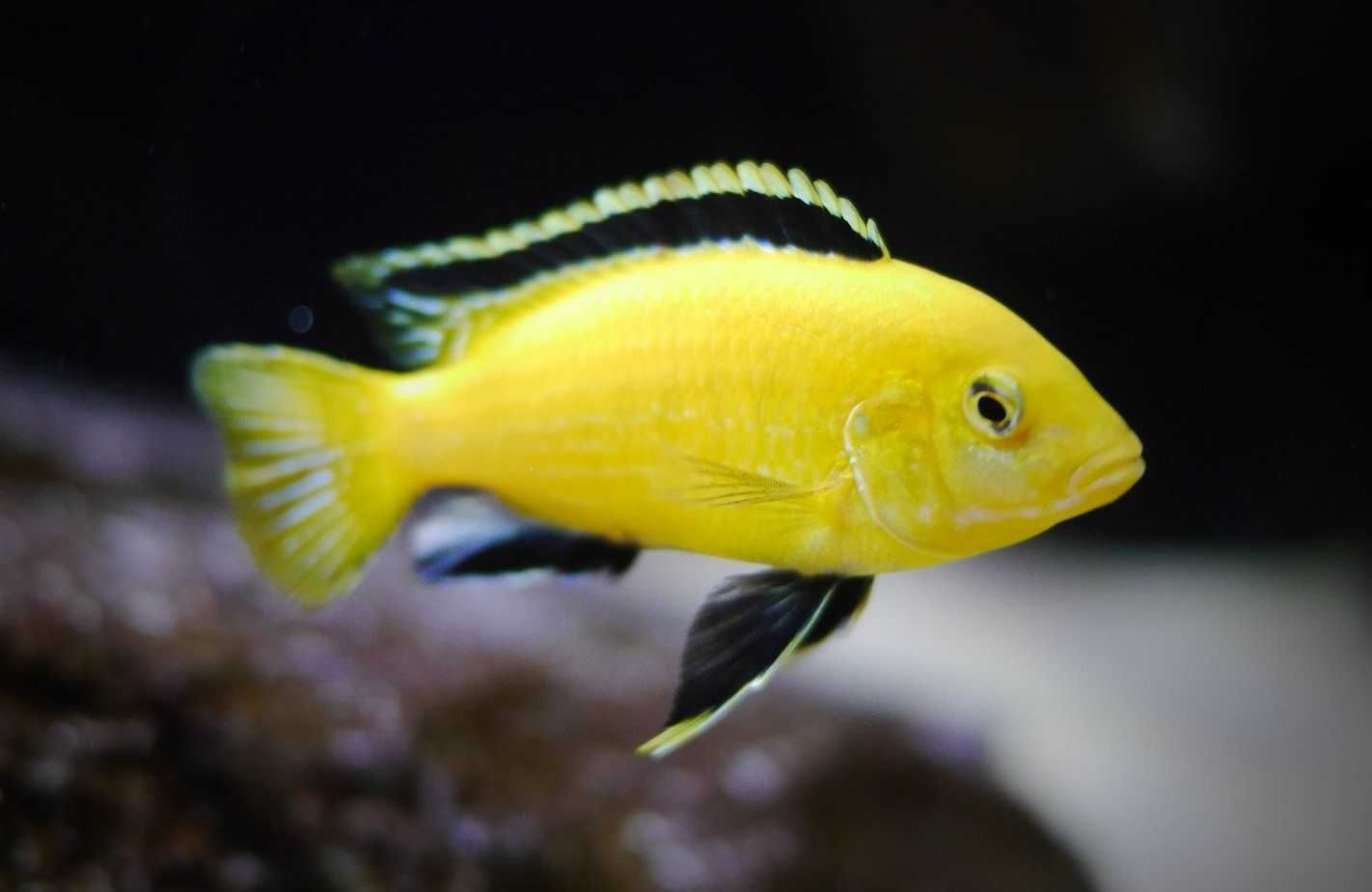 Labidochromis Caerules  Yelow Kakusa,  pyszczak yellow,malawi, wysyłka