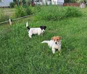 Szczeniak Jack Russell Terrier