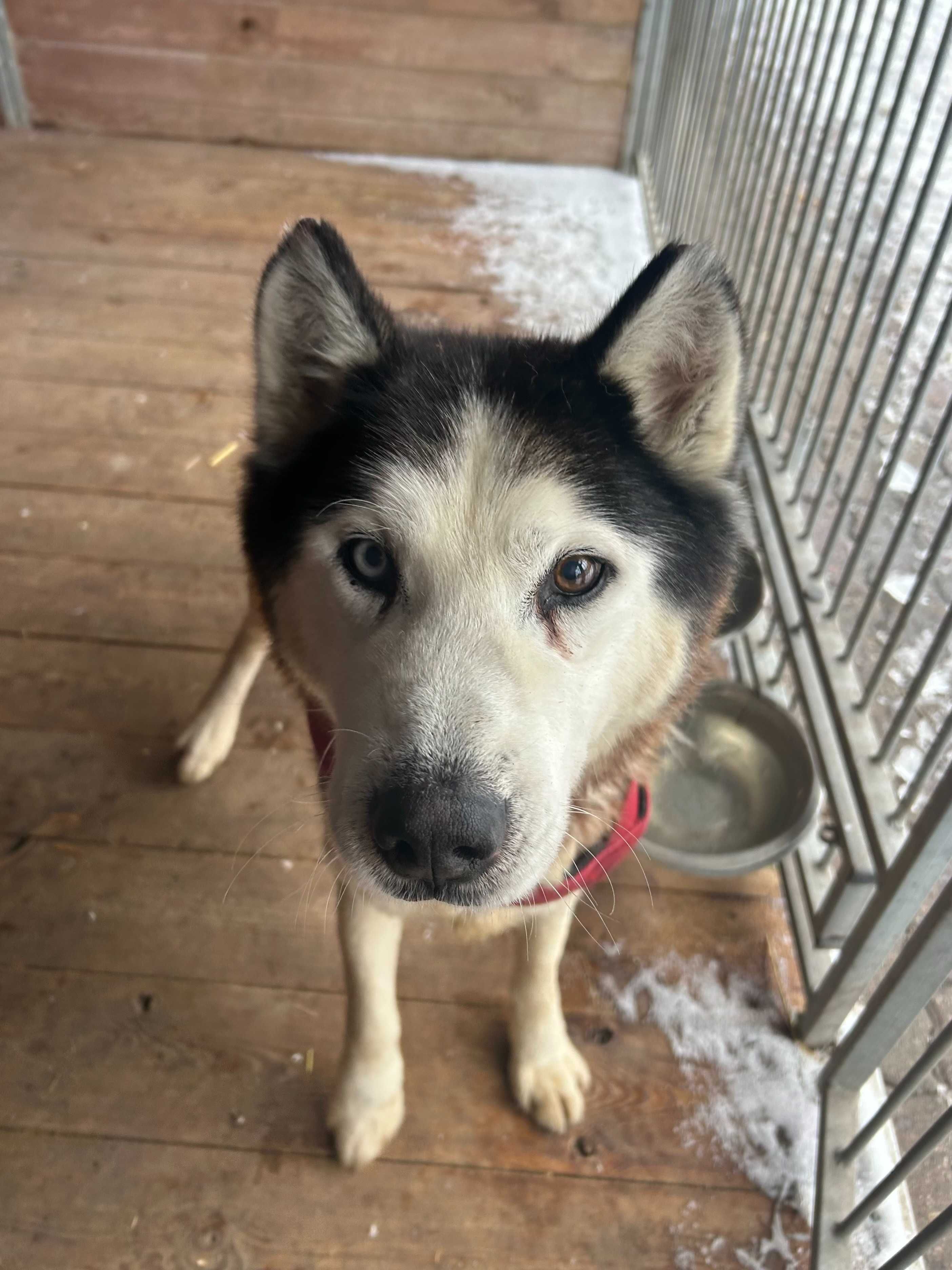 Elton senior w typie Husky do adopcji Kalisz Poznan Wroclaw Lodz