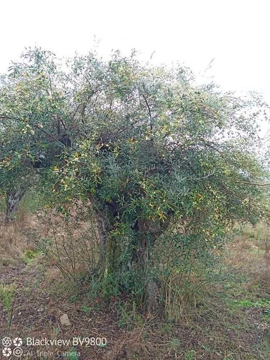 Oliveiras centenarias