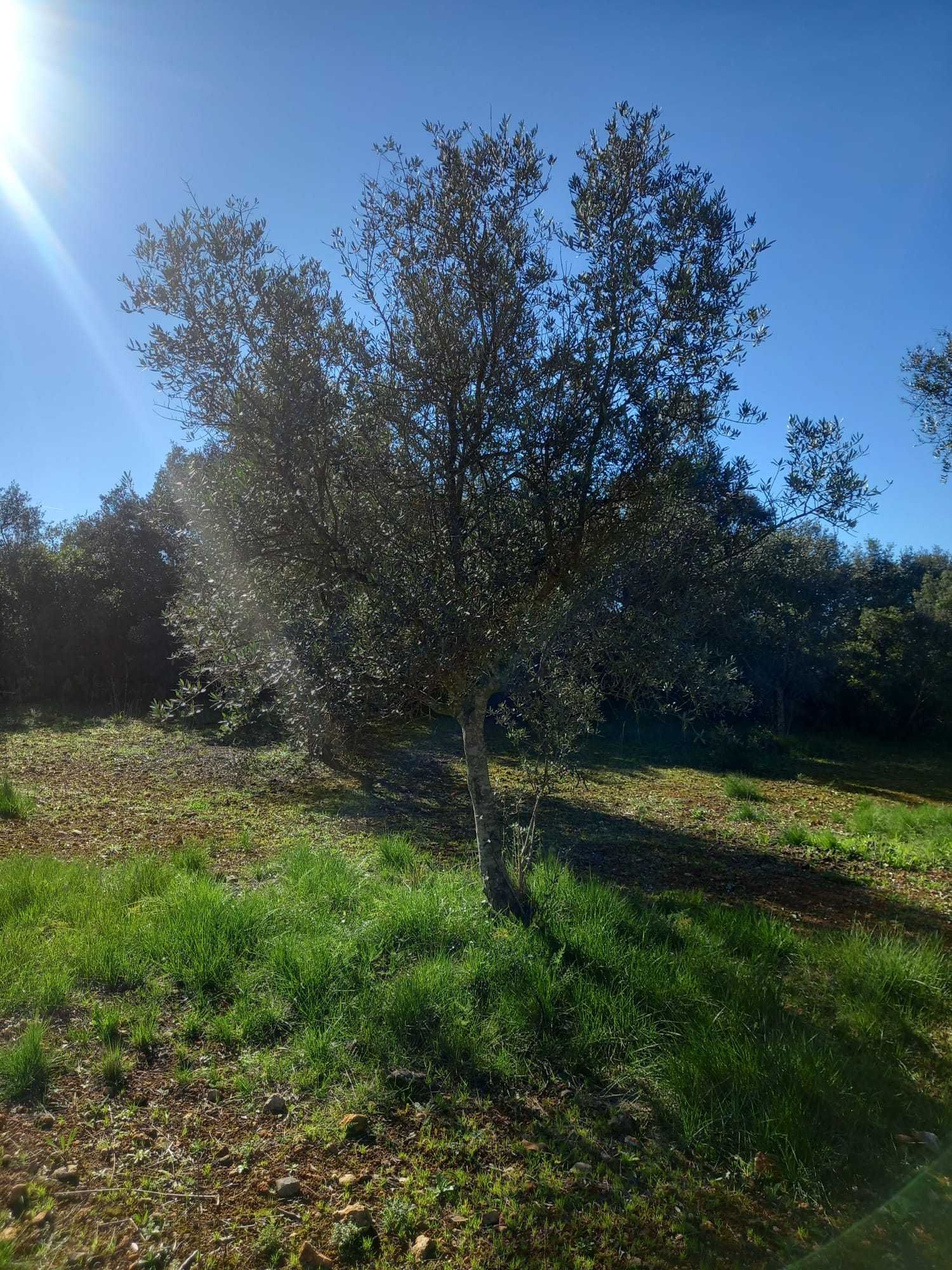 Terreno 6.500m2 com oliveiras Santarém
