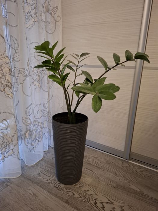 Вазони  заміокулькас шефлера фікус Бенджаміна лот