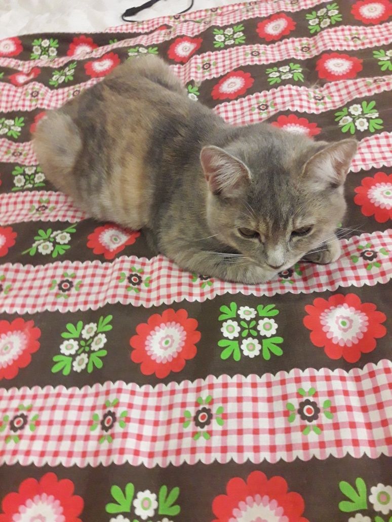 Котики безкоштовно