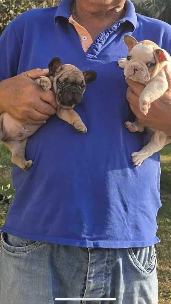 Bulldog frances macho